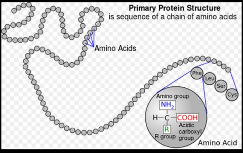 amino acids proteins  55